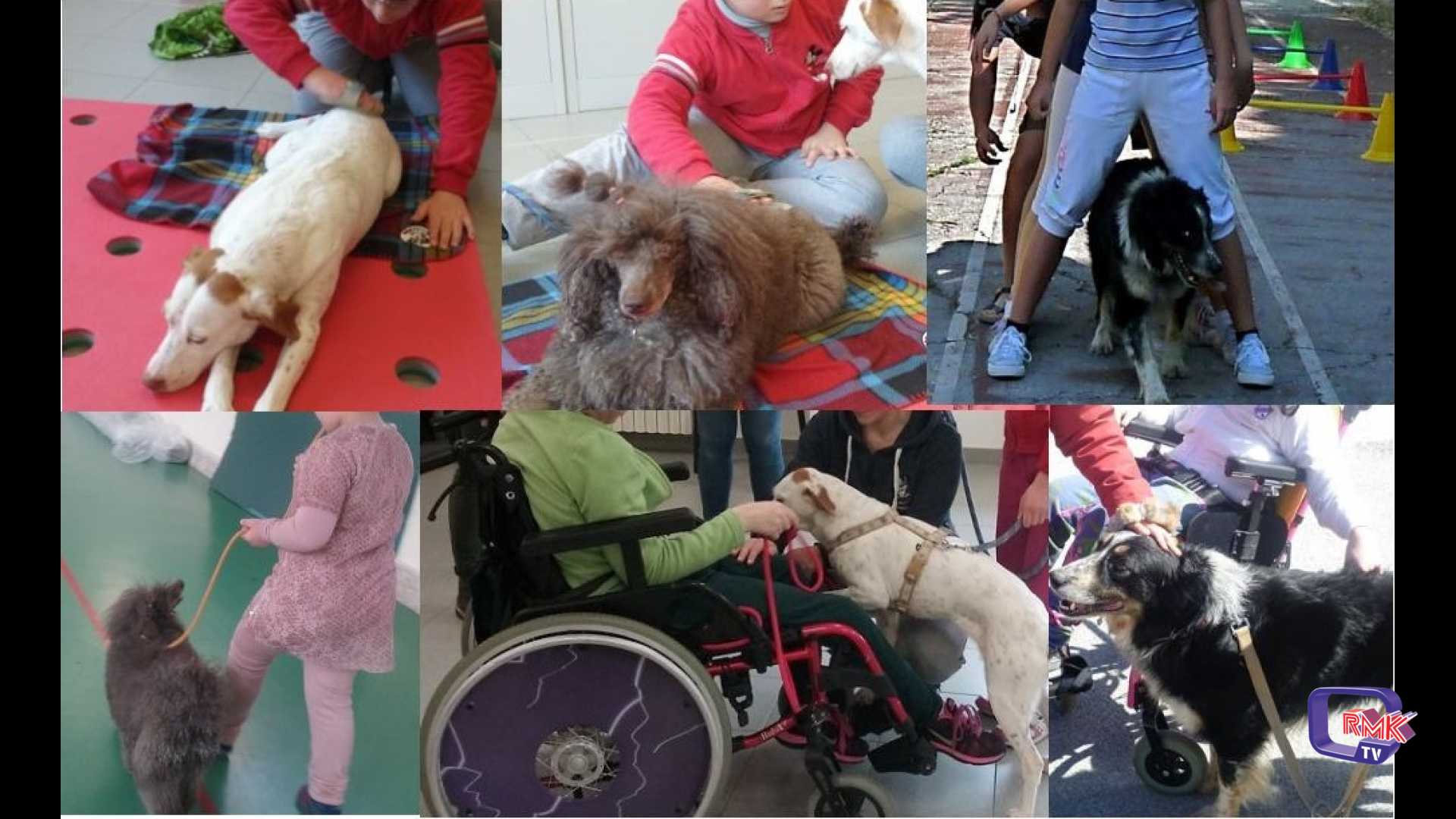 ASP di Trapani, consentito l'accesso agli animali d'affezione dei pazienti ricoverati 